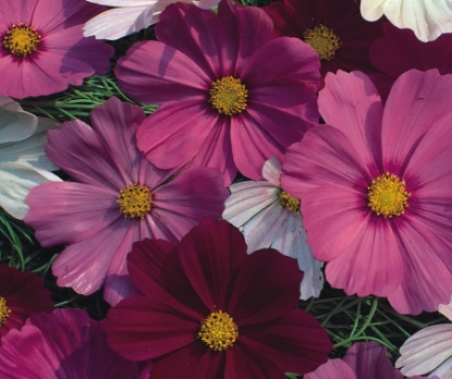 Picture of Cosmos - Sensation Mixed